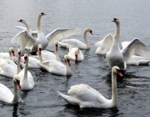 16 lutego 2013 - Obrączkowanie łabędzi nad Wisłą